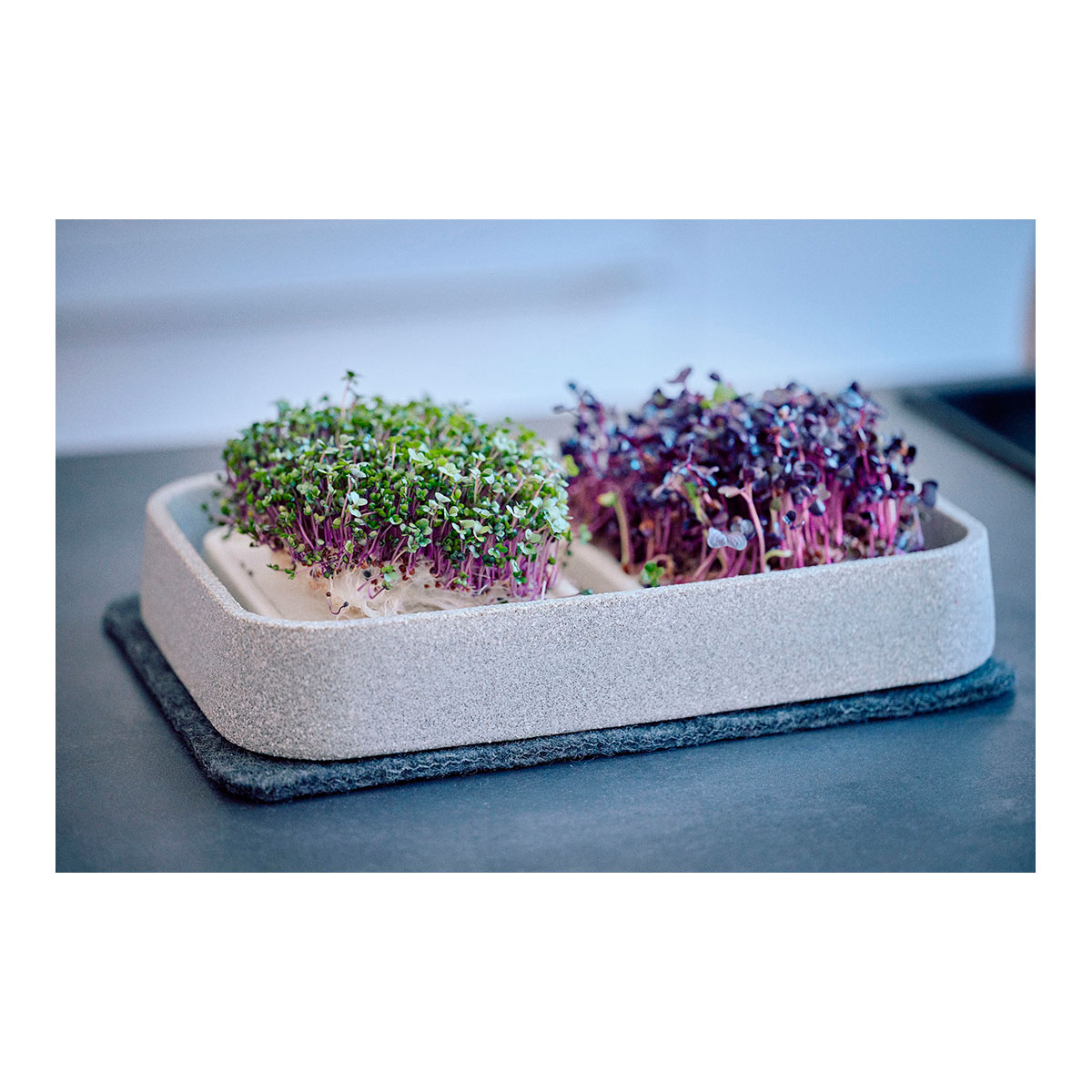 Mikrogarten XL Granicim mit Kräuterschere